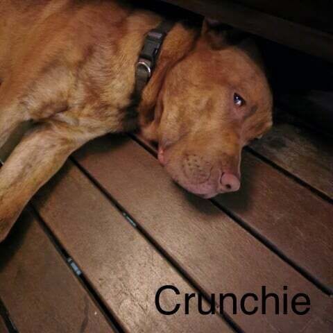 Crunchie Crunchie